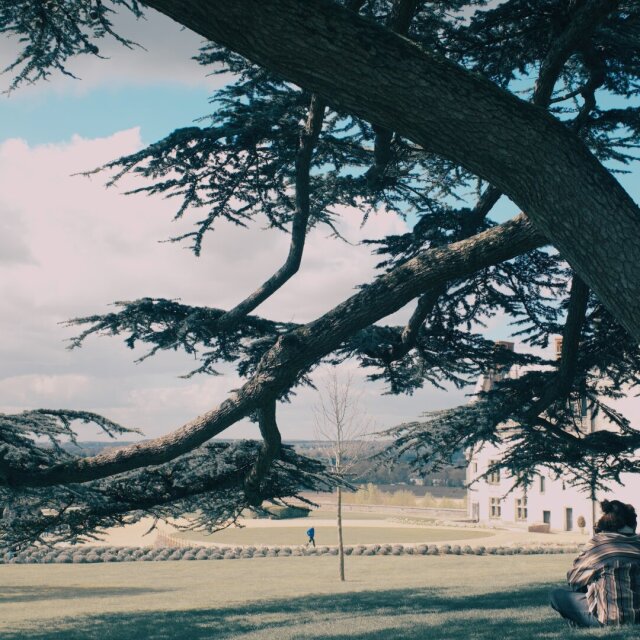 Un cedro enorme de copa abierta domina la imagen con sus ramas extendidas casi en horizontal. A los pies, una pareja sentada en la hierba mira en silencio hacia los jardines y una construcción palaciega al fondo. La sombra del árbol cubre más jardín que el propio jardín.