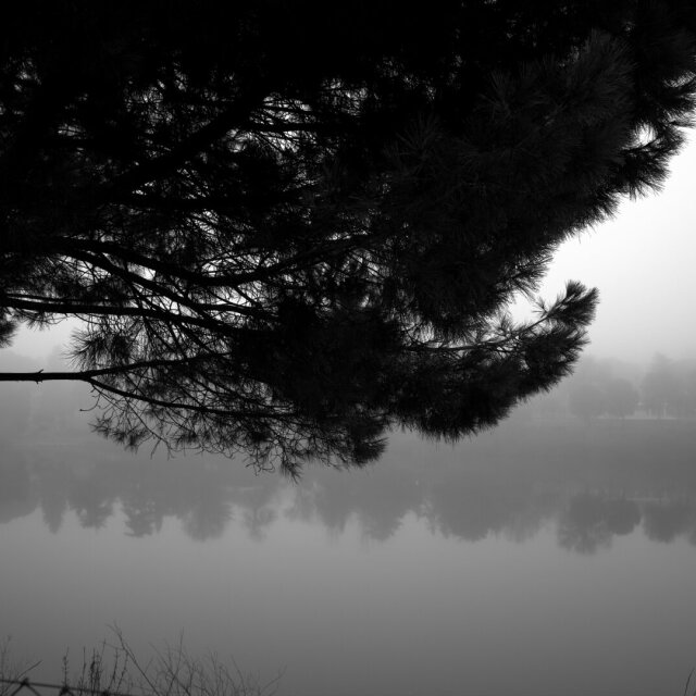 Pino en silueta sobre la orilla de un estanque envuelto en niebla, en blanco y negro. La superficie del agua devuelve las ramas como un calco más pálido, los árboles del fondo desaparecen poco a poco. Hay mañanas que se entregan así, sin contorno.