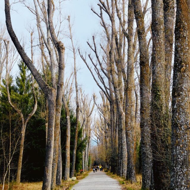 Camino de tierra entre dos hileras de árboles desnudos que aún no han brotado. Al fondo, dos figuras mínimas avanzan hacia un punto que no termina de aparecer. Caminar también es esperar a que el invierno acabe de irse.