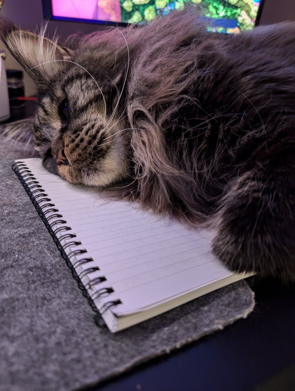 A main coon flopped over a notepad on a desk in defeat. His name is Jason Meowmoa.