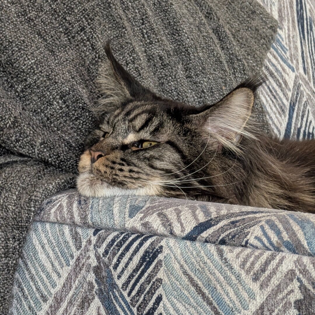 A chocolate tabby main coon with his head turned aside, chin resting on the armrest of a chair, looking grumpy