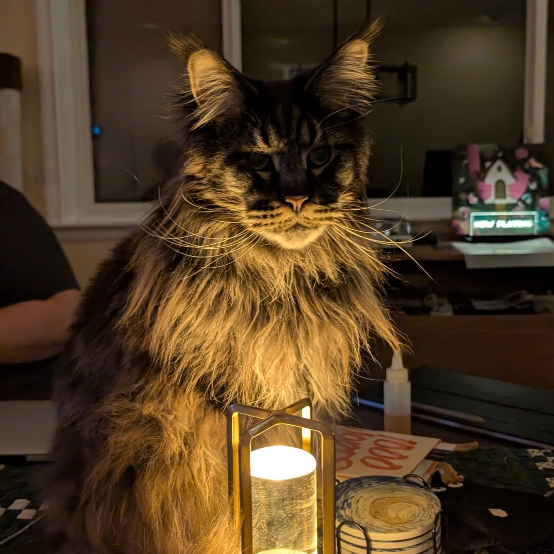 A chocolate tabby Maine coon in the dark over a light casting ominous shadows over his face