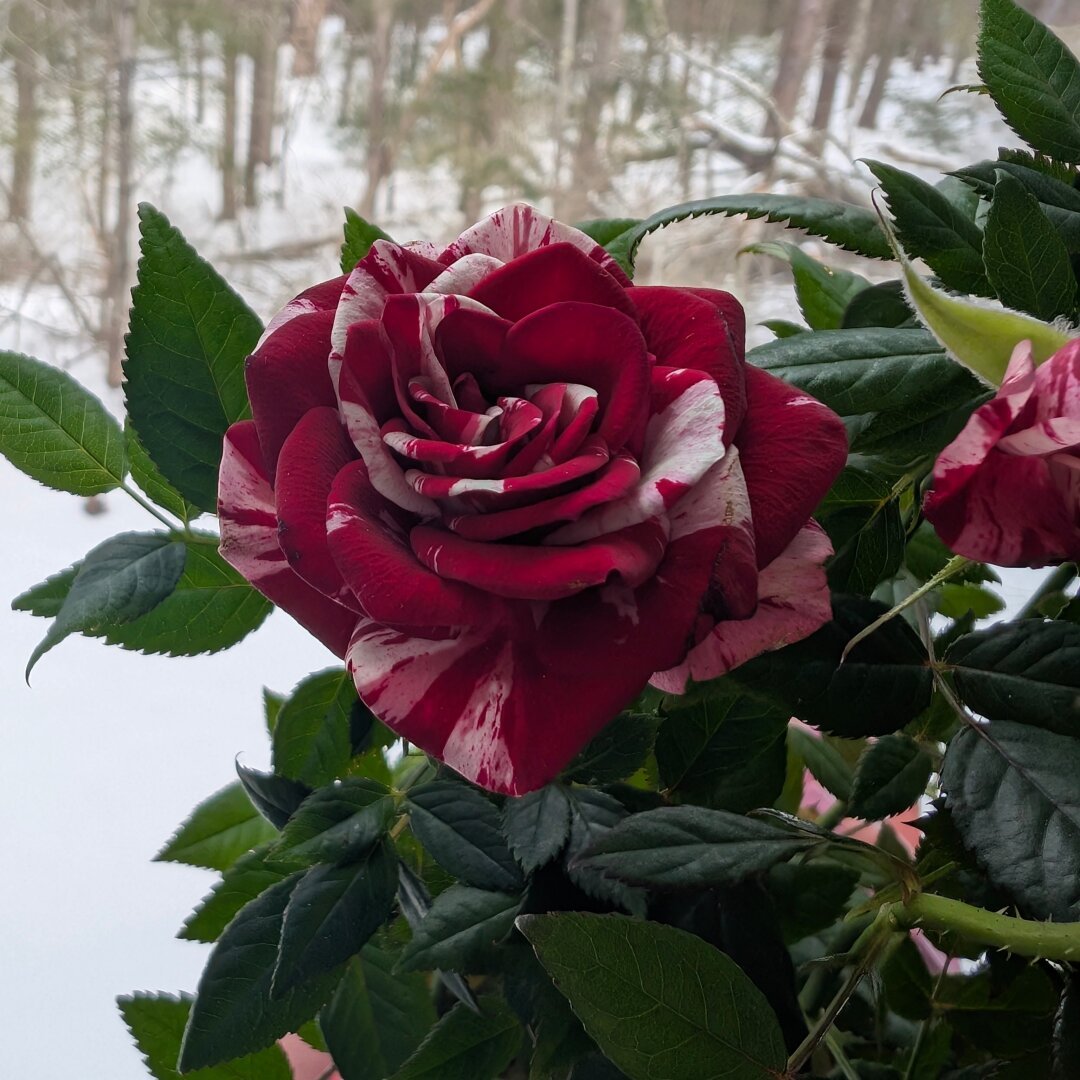 A "Neil Diamond" mini rose against a snowy forest backdrop. The petals are red and swirled with white