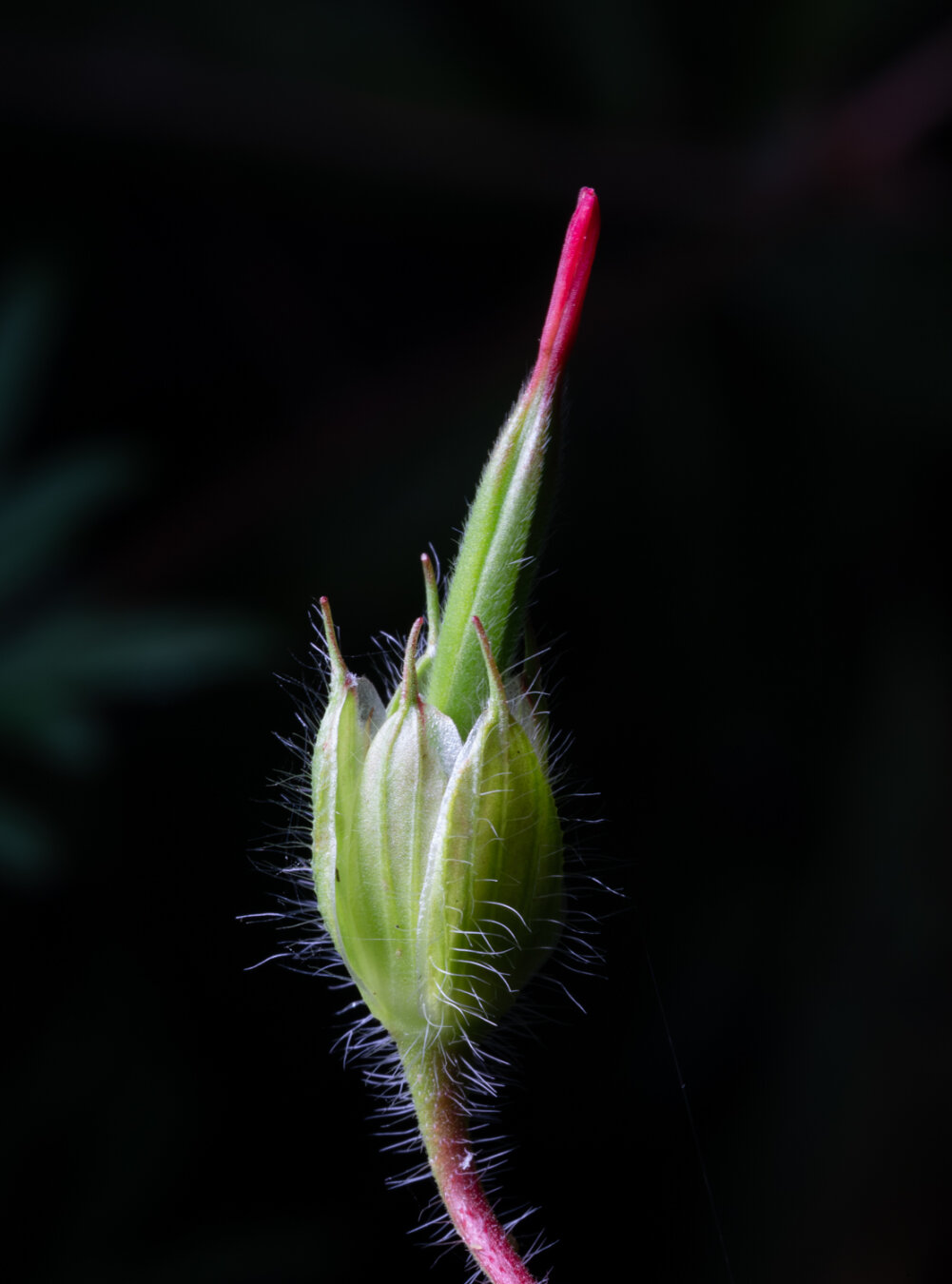 This is a photo of a flower, or at least something that will become a flower soon. There is a black background and there is a small soft purple and green stem. At the end end of the stem are some green petals but they have not opened yet, they are still curled up together, but growing out of this unopened flower is a stalk of a flower, and the petals are still wrapped around this tall stalk so it is thin. But the end, just the end is red, a thin point of red out of the green. There are soft white hairs thinly scattered all over the green. It’s pretty.