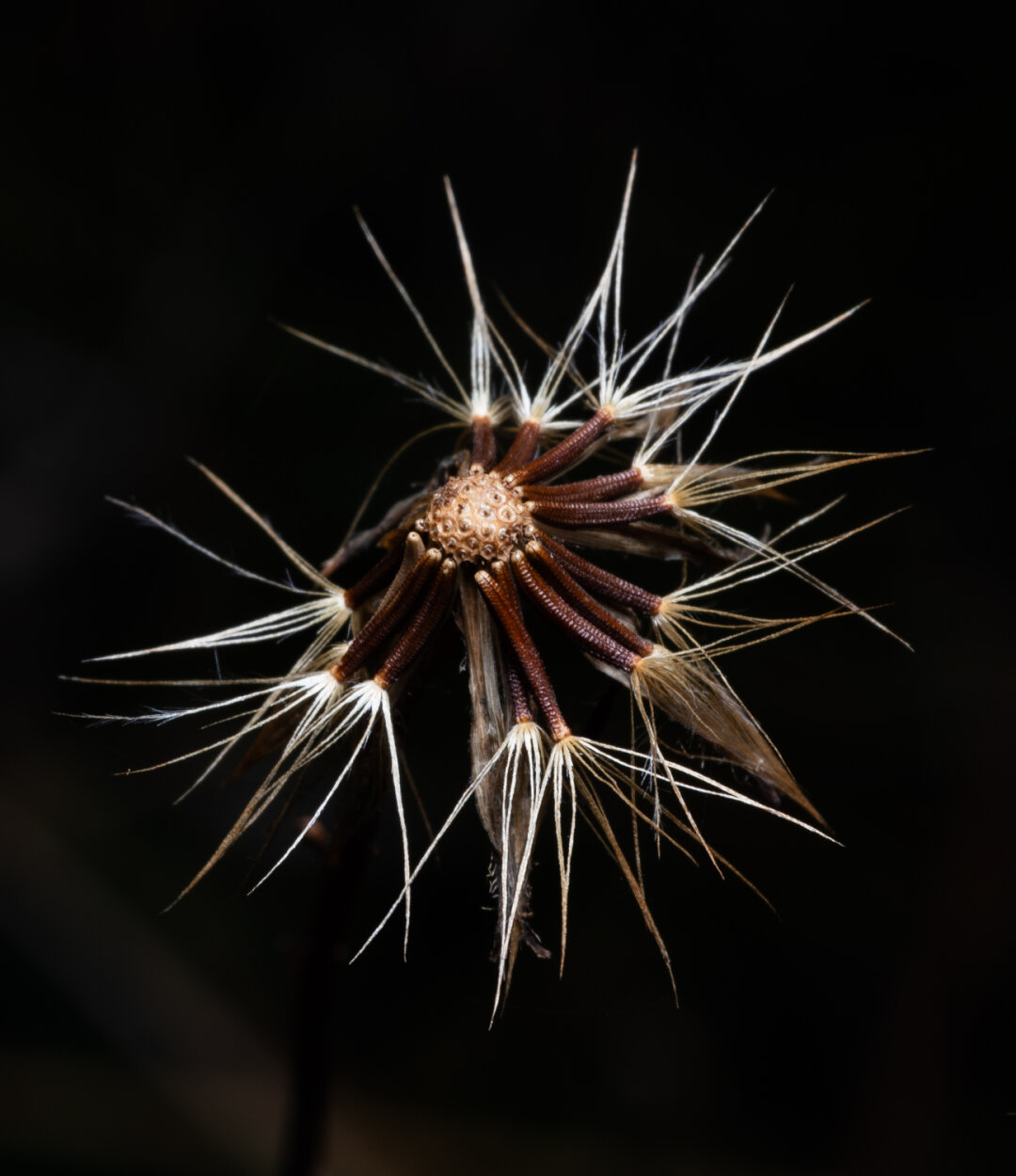 A photo of a plant. Again, how do I describe this? Ok, there is a tiny round white centre, there are pot marks on the centre because this is where the pollen / seeds where attached and have now flown away. But there are numerous, eleven or twelve dark brown things attached to it coming out in all directions from the bottom. They look like rope, with the texture of braiding all along the ‘legs’. At the end each one has long white feelers or hairs. This is against a black background. So we are looking down on some sort of plant that has send out it’s seed. But it could be floating in a sea on a different planet. Maybe.