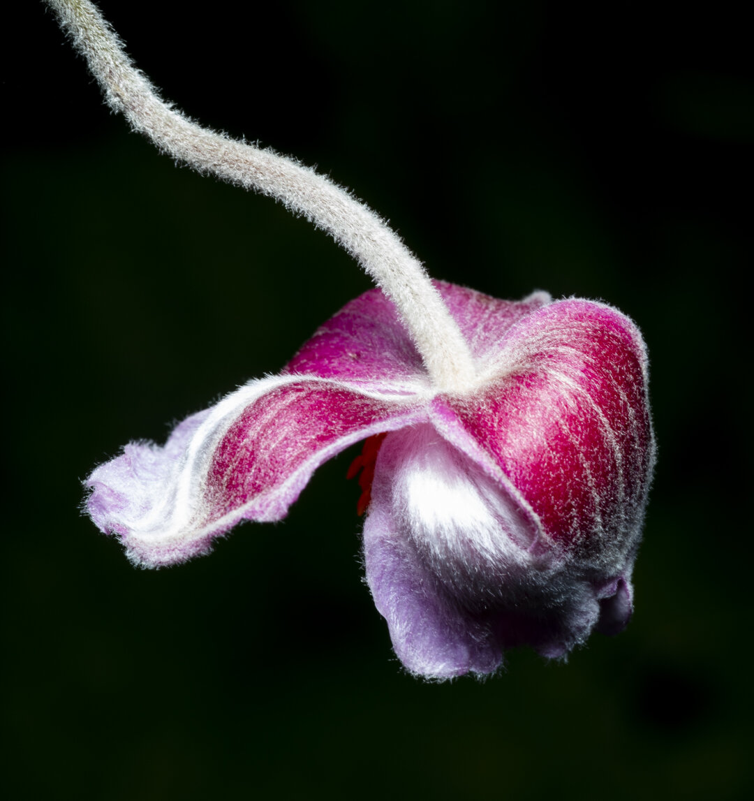 A photo of a flower, but strange. There is a green stalk with white fuzz hanging down from the top corner of the frame. Hanging from the stalk is a flower with four huge red petals. The petals have not completely opened yet, so one is open and the other three are closed. Just visible on the inside of the flower is a white ball and a hint of purple on the other side of the red petals. It looks alien, strange and beautiful because it is all soft and fuzzy and red and white and purple. I don’t know how else to describe it.