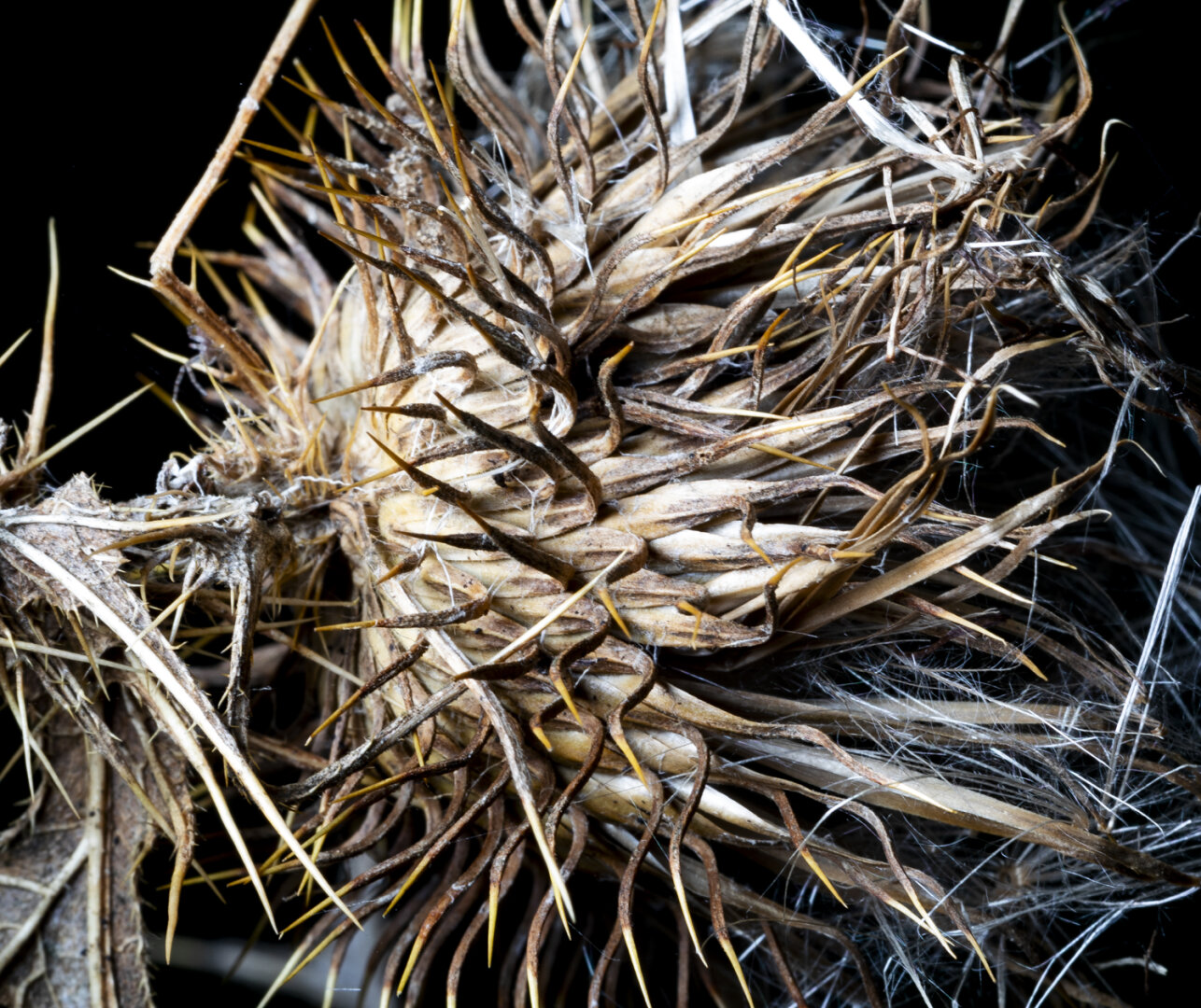 This is a photo of a thistle. But while they are usually green with a purple sprout on the top, there is none of this here. It is dead and dried. A detail shot of the side of the thistle so the round body is filling the screen with the twisting thorns on the side standing out. There is brown stalks like straw out of the top. We are in a drought and this looks like it is suffering.