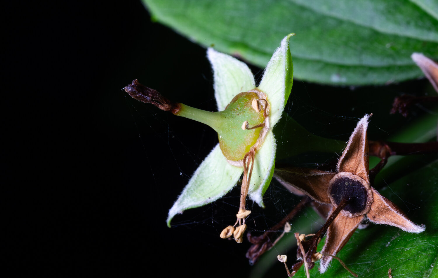 This is a photo of a plant. Actually a flower, but it is strange. The flower has one long spear in the middle ending in brown while the rest of it is green. The spear widens at the bottom and that forms into the flower. There are four green white leaves surrounding the spear. There is another one of these flowers fallen to the side and is brown and dead. There are green leaves around.