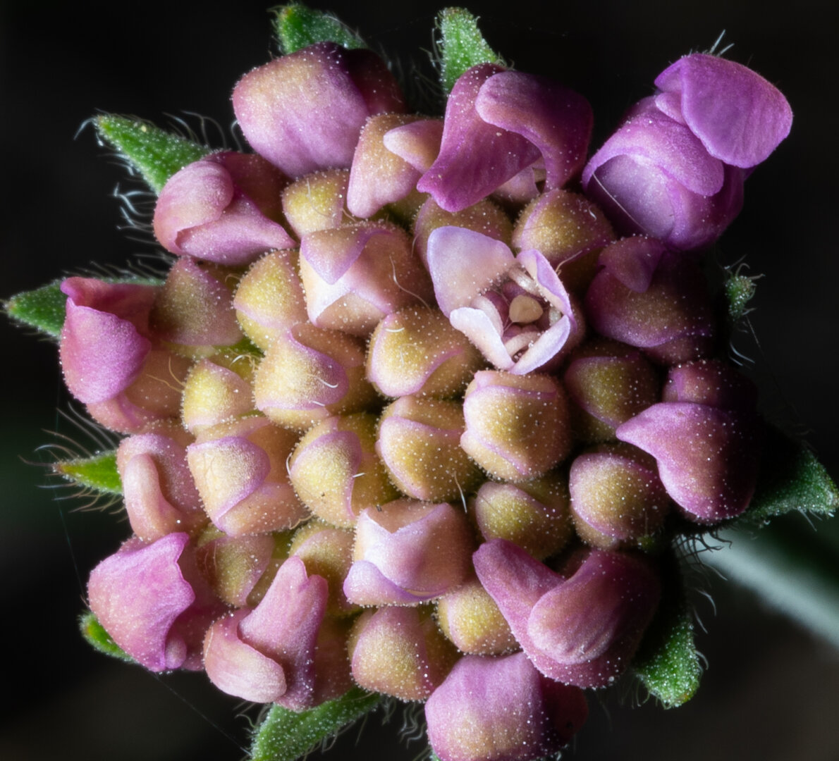 A photo of a flower. A detail photo of a flower that is still in the pod state. But not how you think. It looks like one flower, with the centre sitting there waiting for the petals that have not grown yet. That does not make any sense. But really it is a collection of purple and yellow pods all mushed together to make up the flower. A few of the pods on the outside have tiny purple petals growing out of the open pods, but really it is still not open. The middle looks like a collection of tennis balls, with the seam showing where they will open. Of the pods in the middle, there is one that has opened. Is showing the opened purple petals, which shows how the other pods are closed and how they will open. Could be seeds on a foreign planet. That is bad writing, I’ll have to work on that.