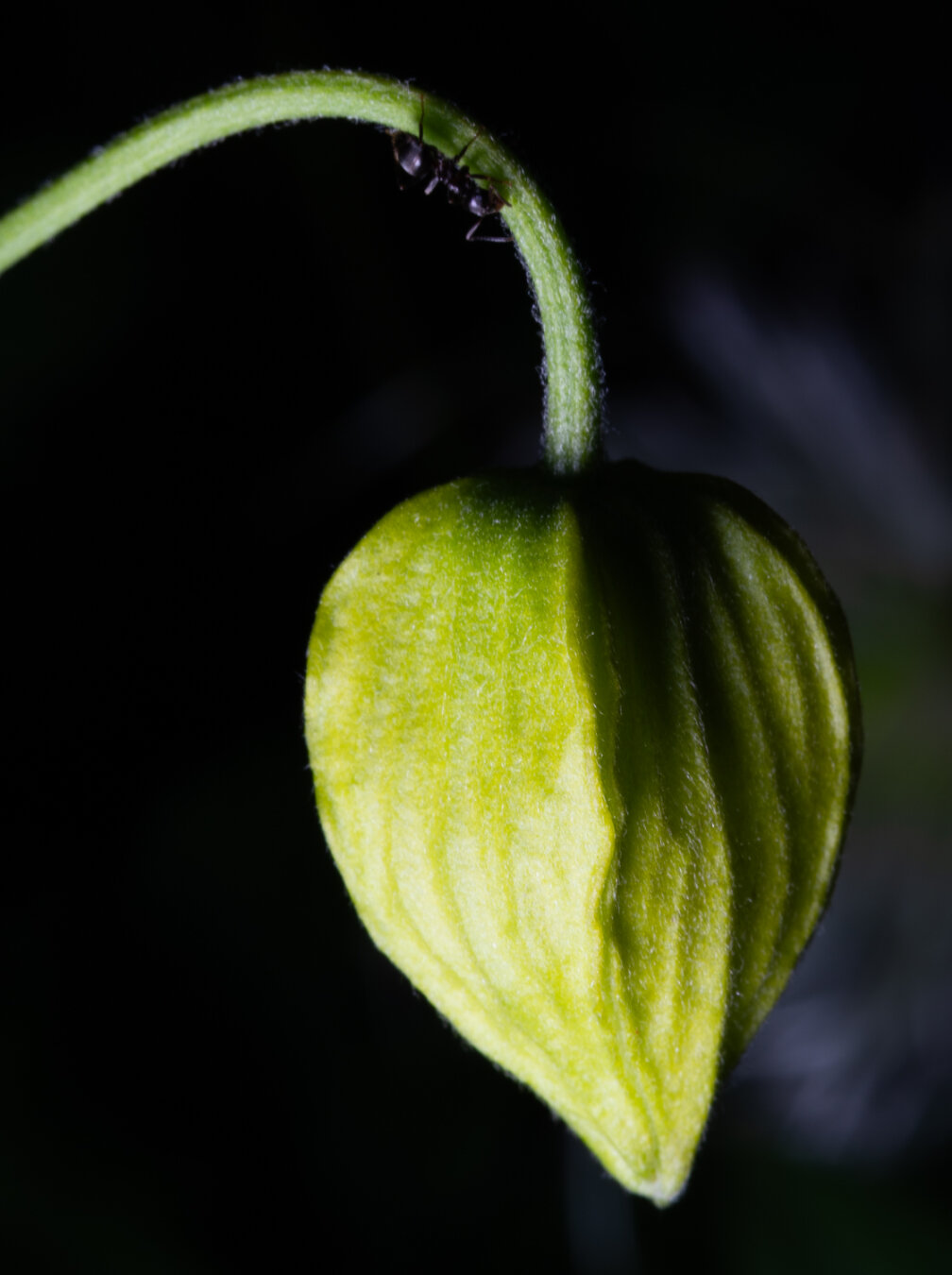 This is a photo of a plant. There is a green stalk that is leading up and then makes a crook and is eventually hanging down with a green pod hanging. The green pod is pale green and dark green and it must be a couple different leaves that are wrapped around making the pod and the veins are almost just visible in the leaves. There is an ant, a tiny small ant that is on the stalk, somewhat in shadow and the ant is looking down at the pod, wondering if there is food there on his wandering expedition.