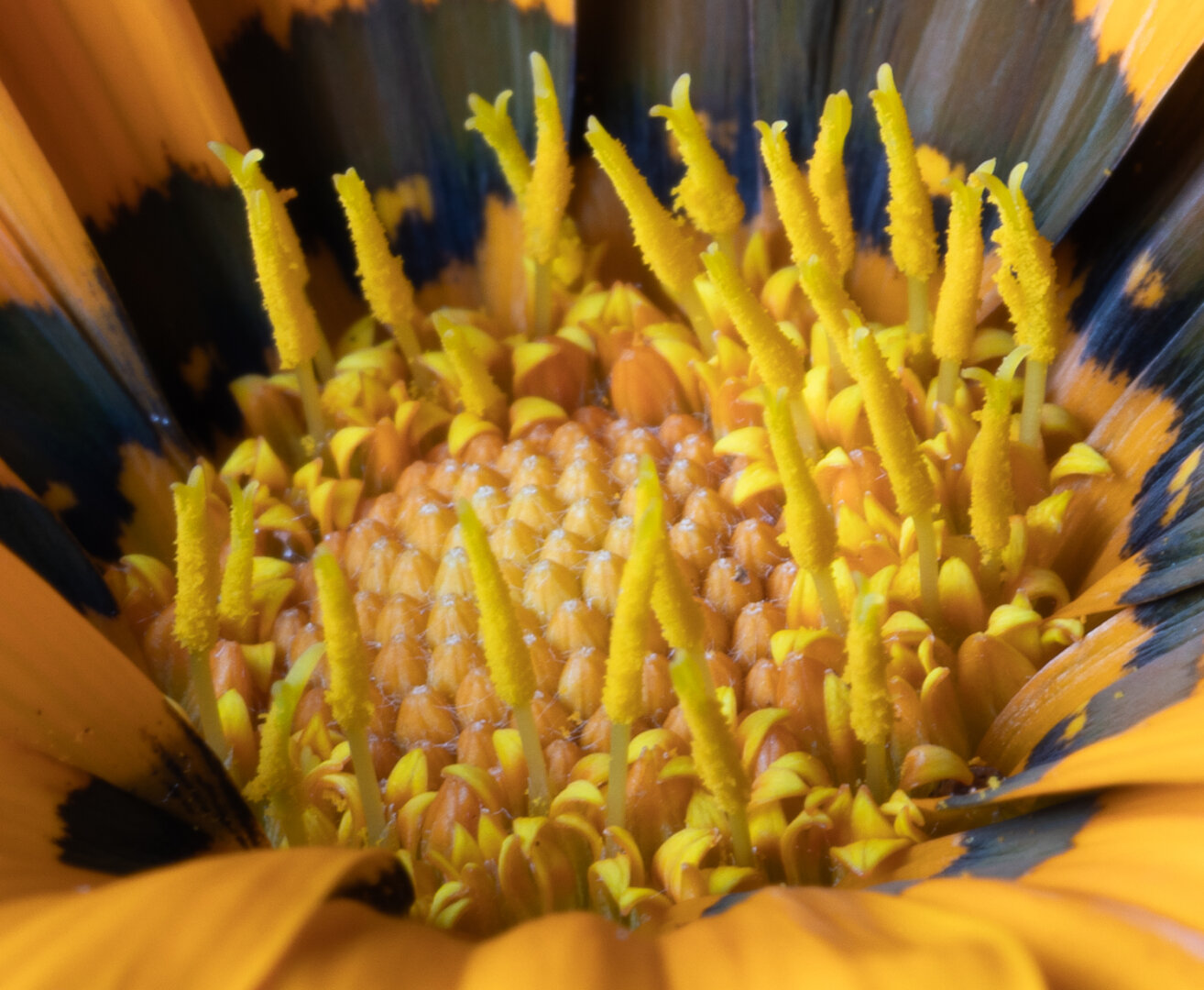 This is a flower, a very very detail shot of the centre of a flower. It is a yellow flower with yellow petals but they are almost not visible. It’s just the center with strange yellow lumps symmetrically across the middle. On the edges are stalks that stand straight up. Around these stalks, next to the bumps and tiny tiny tiny little yellow flowers that are open. The yellow petals that surround the center have black bands right at the bottom, so it almost looks like there are darkness around, but not really. Could be an alien planet.