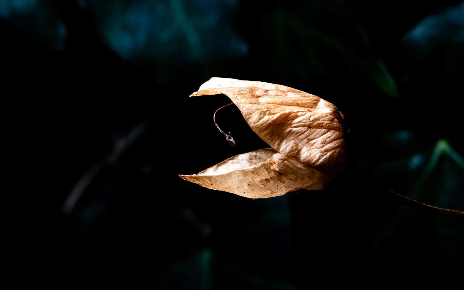This is the brown dead husk of a plant pod. It was once green and about the size of my big toe. It was once held together, in green and pleasant ways, but now that it is done it’s duty, (I’m assuming to spread it’s seed) then it has turned brown and the two halves of the pod are open. They are open in such a way that it looks like the jaws of a huge monster, and there is something hanging in the middle of the jaw, like some deep sea fish who uses a light to draw in their prey. The background is black so it could be in space.