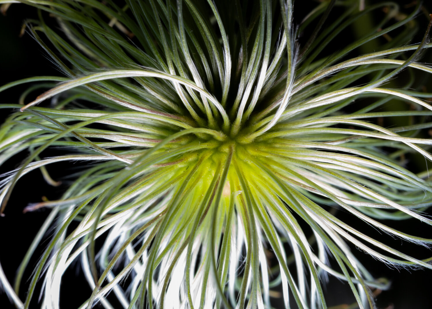 A photo of a plant. But it looks like the head of a man who is losing his hair. No, it does not look anything like that. The plant has a solid round centre, and off this centre are thirty or so white fronds that are thin and white and growing outwards. They are soft and floppy. In the middle, where they attach to the centre, they fade to green. Maybe one of those weird child’s play balls where there are tentacles coming out of the ball for some reason. Or a carnivorous plant.