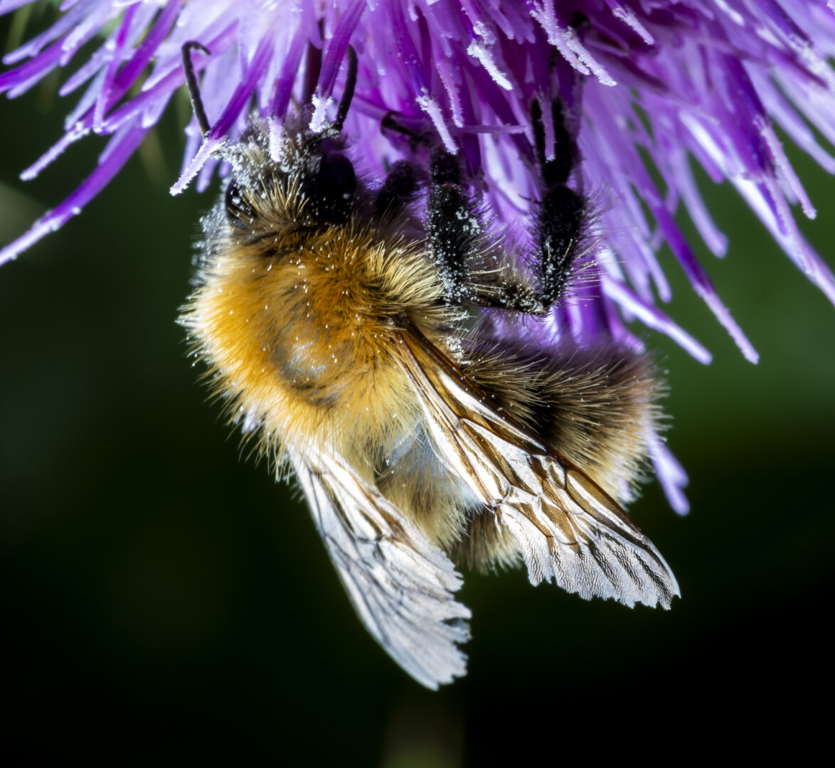 A bee. A bee hanging from a flower. A purple flower with lots of tiny purple stalks. The bees face and legs are covered in pollen. The yellow and black of the bee are fuzzy, like a soft downy fur. And the wings stand out in the reflection from the flash.