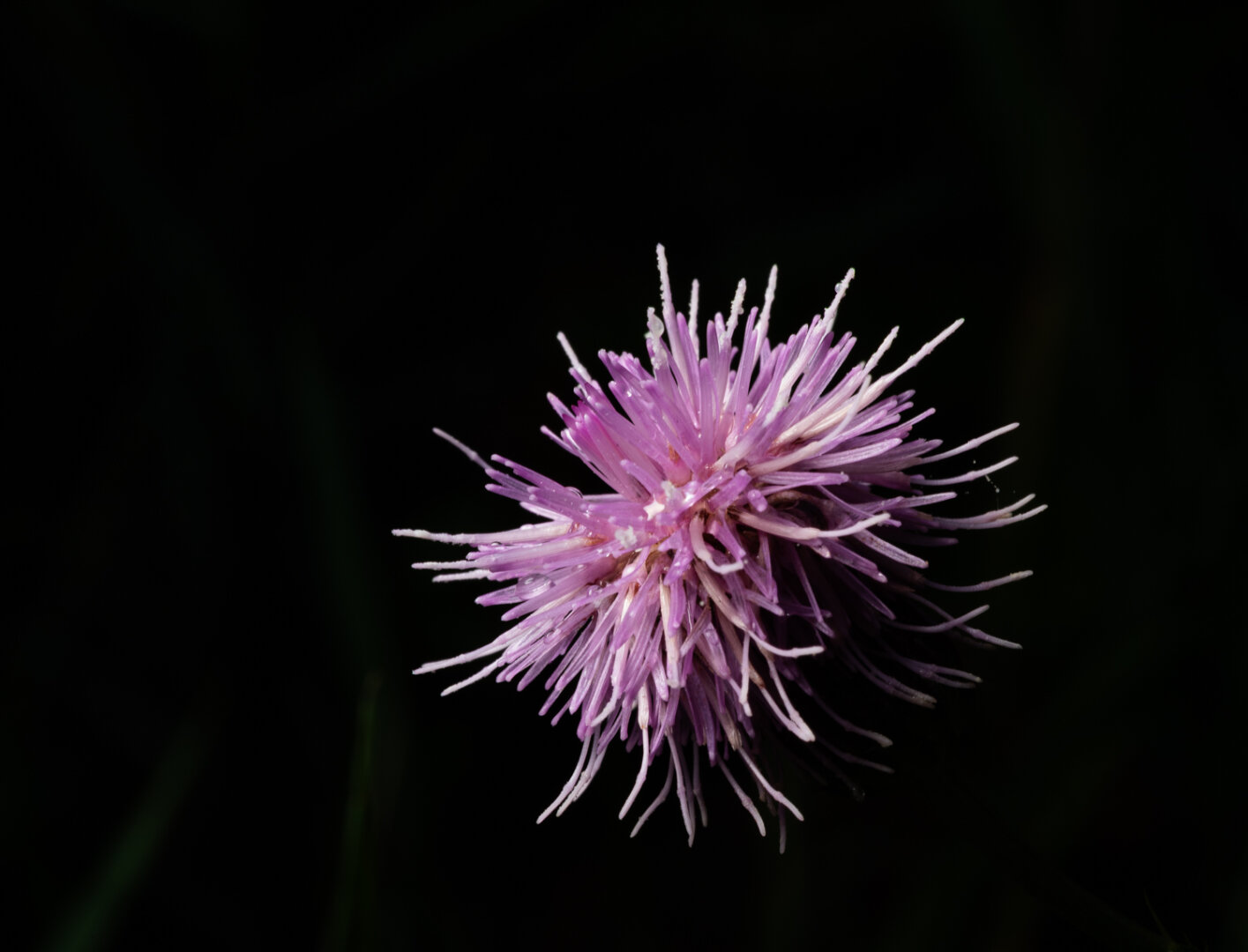 The flowering third stage, of the nine life cycle stages, of the Continane. As it floats through space it forms and reforms itself according to changes in climate that we don’t understand, sometimes classified as a plant and sometimes an animal. There is a theory that they do not die, forever changing into the next cycle, an infinite loop. But that begs the question, how did the loop begin? Anyway, it’s pretty, floating in the vastness of space, gently.

#scifi #sci-fi #exoplanet #MicroFiction #bloomscrolling #nature #photography