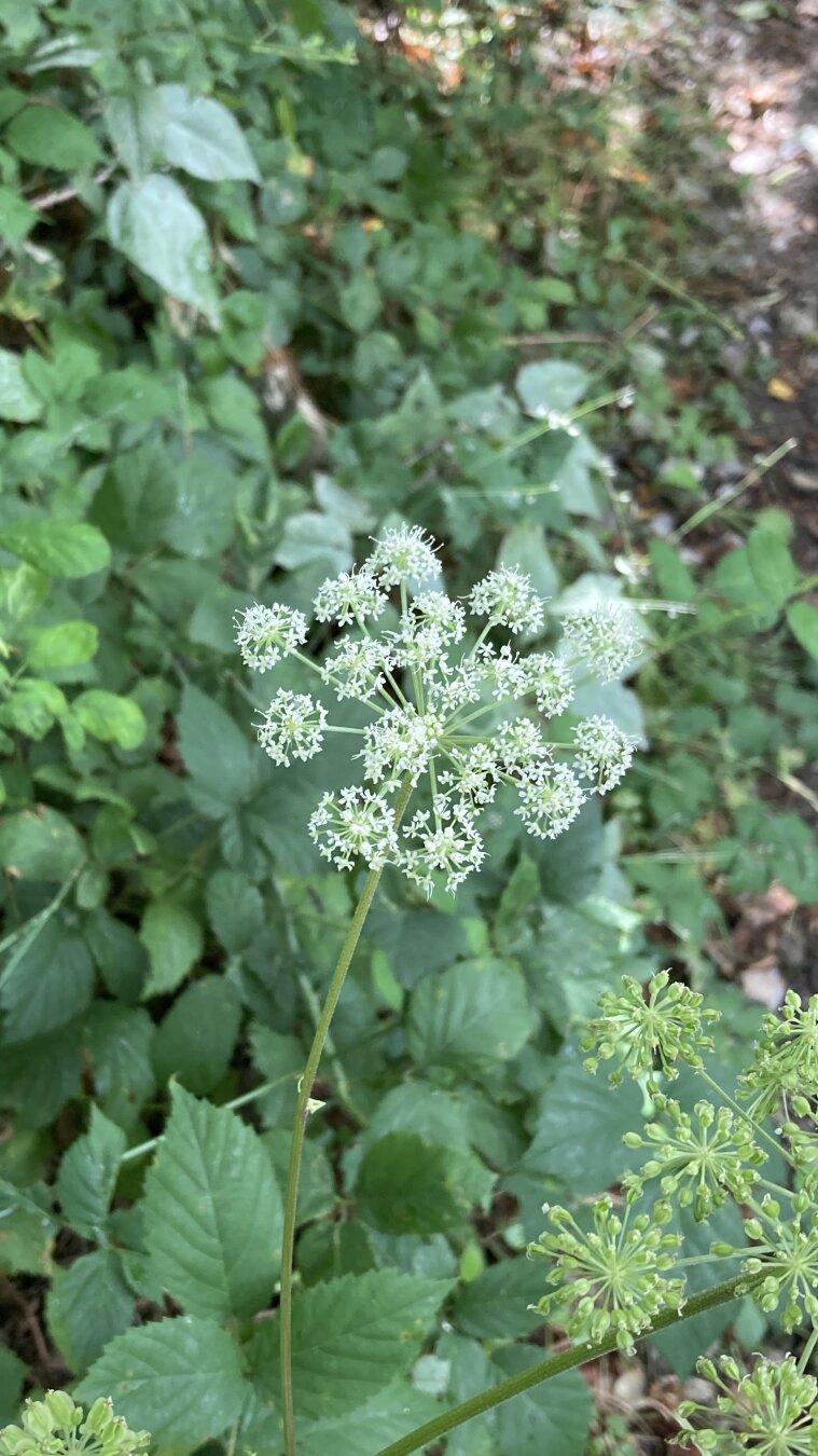 The same flowers but in a forest path with lots of greenery.
