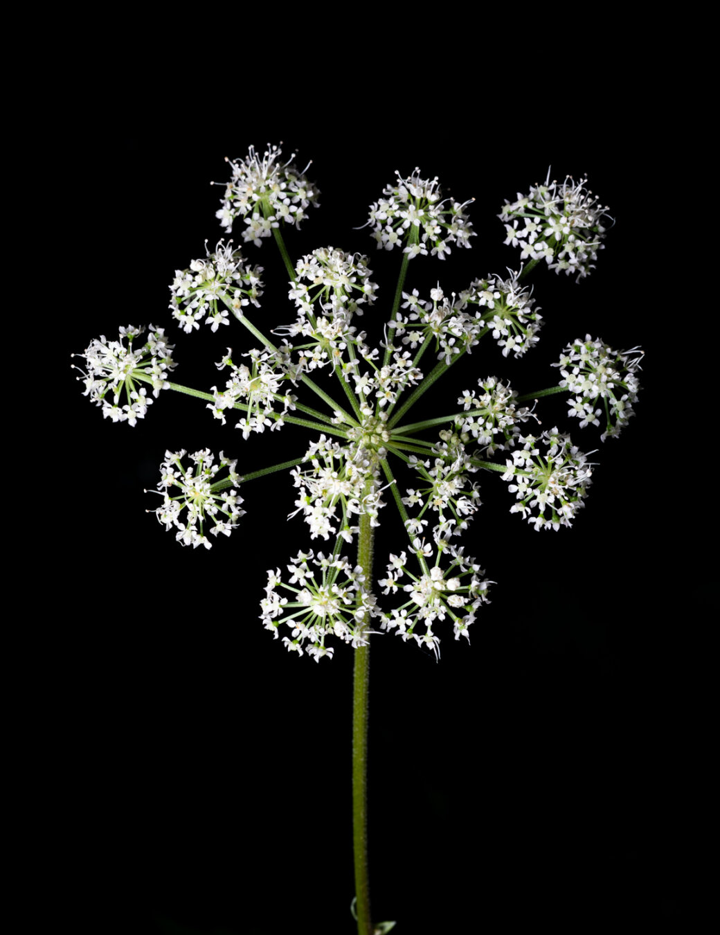 This is a photo of a flower, or a bunch of flowers I should say. There is a thin green stalk straight up from the bottom. Then is forms into ten or so stalks radiating out. Then at the end of each green stalk is a bunch of tiny white flowers. There is a black background so it could be in space, and kinda looks like fireworks. But, anyway, it’s really in space, for the jubilee. I don’t know which jubilee.