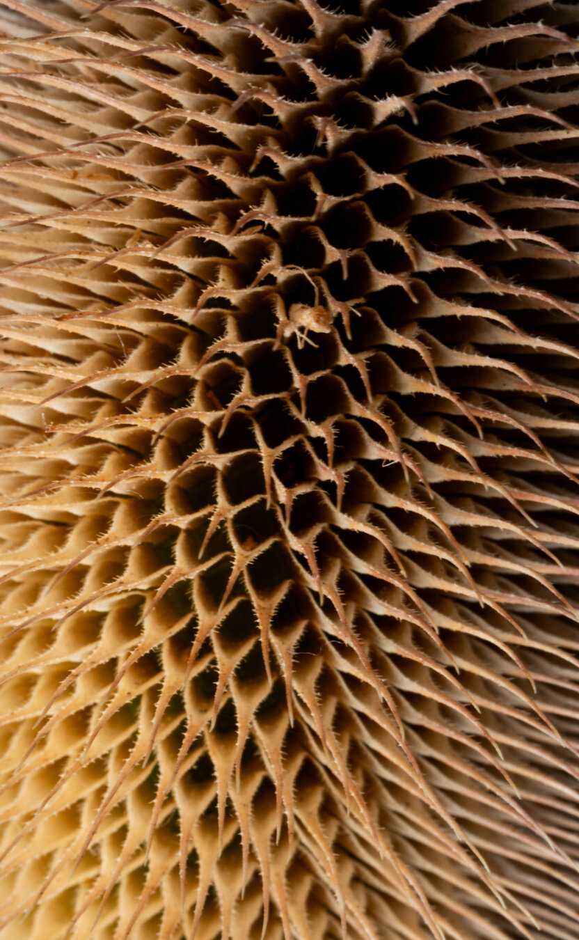 This is a photo of a plant. It’s probably a thistle or something like that. It is a detail of the plant, that is just the part that looks like perfect rows of tiny caves. I don’t know how else to describe it. Maybe tiny apartments that were open to the air and had little balconies that came to a point. You could also think of it as layer upon layer of roof tiles, with space in between so that something could live in them. That might be better. But it is a light brown colour and rhythmic and symmetrical and hypnotic and pretty.