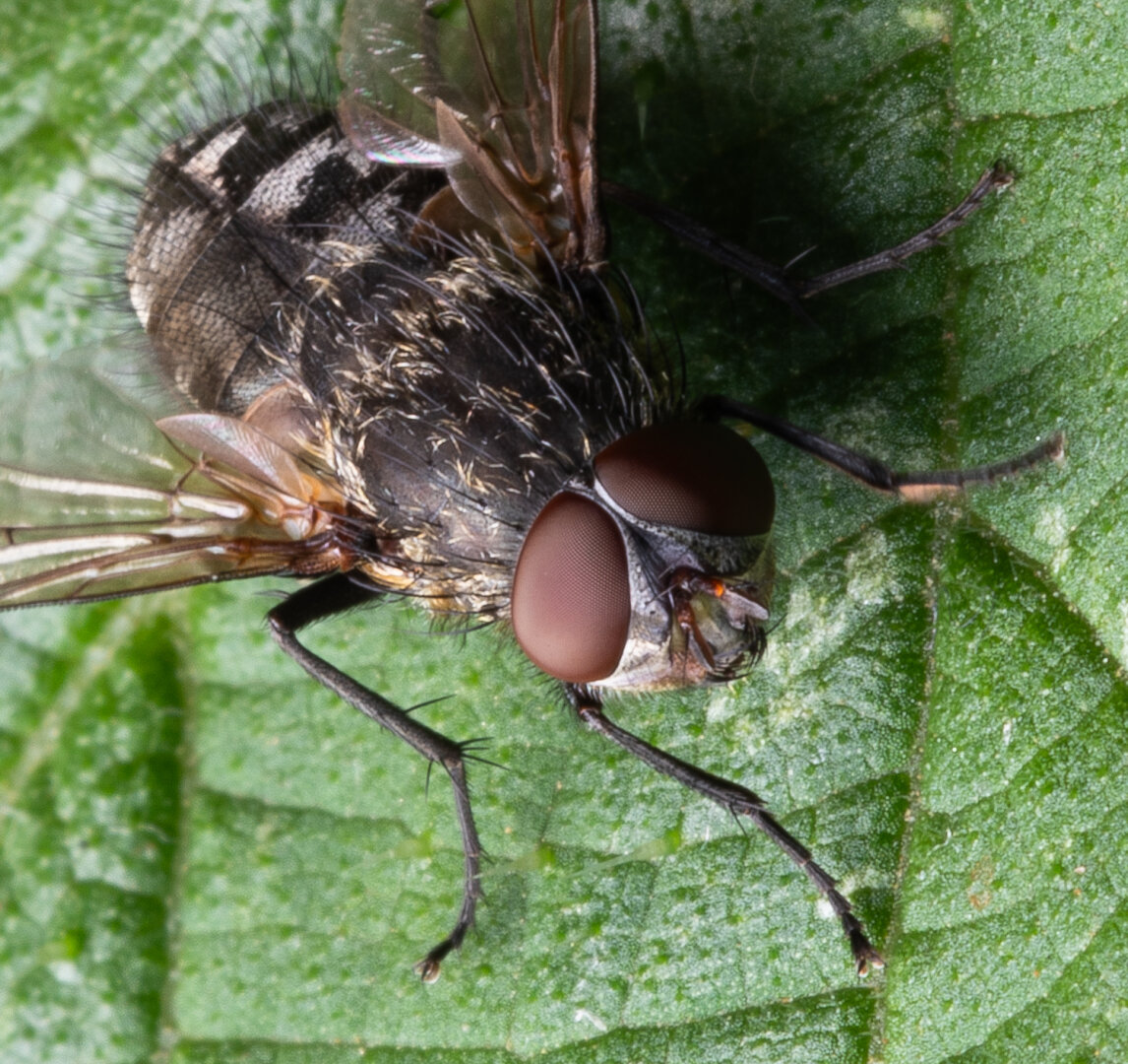 A photo of a fly. Normal average fly sitting on a green leaf, looking at the camera, or one of the thousands of compound eyes is looking at the camera. I don’t know what the other one’s are looking at. The eyes are huge and a deep shiny brown. The body is black with gray hairs and a imperfect checkerboard black white pattern near the back. The wings are half open, with a hard leading edge and soft clear behind. There are hairs on the body and the six black legs have what look like thorns on them. It was nice of them not to fly off for me to take this photo.