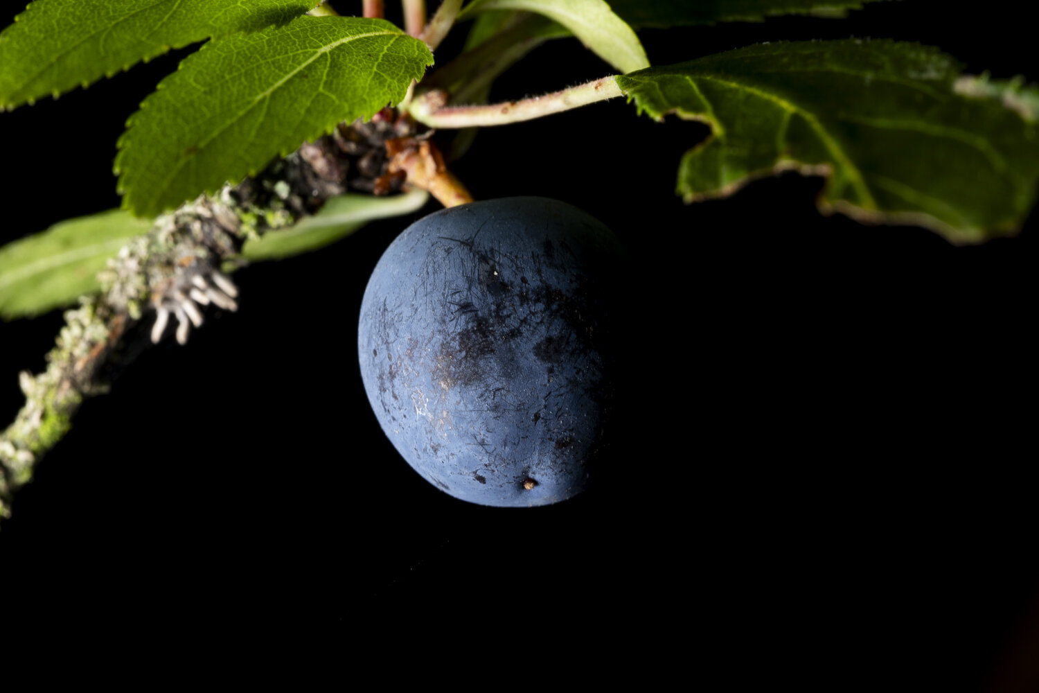 This is a photo of a purple round fruit, a plum or a damson. It is a close view and the background is black so it could look like a planet, but I can’t be a planet because the fruit is hanging from a stem and surrounded by green leaves. The fruit is round and has random lines on the outside, almost like there were canals on this planet, or maybe there were tiny tiny tiny tiny snales walking on the outside of this fruit. But it’s a pretty photo because the fruit is in half light, like it’s lit only by a sun thousands of kilometers away.