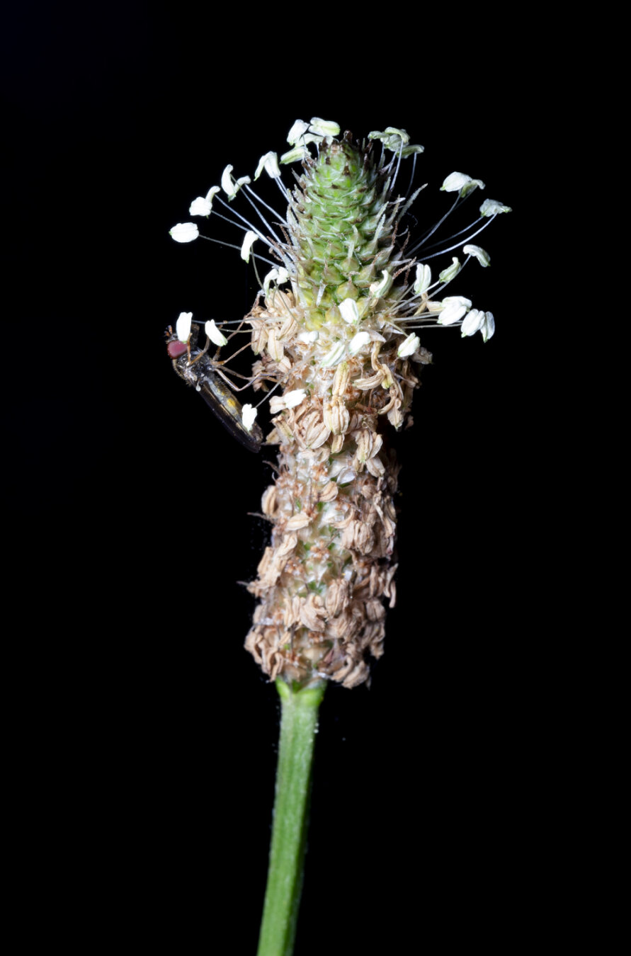 I guess you would call this a flower. So a photo of a flower. There is a green stalk. On top of the stalk is something tall and thin. It is shaped like a rocket, without the fins. The top is green and layrered. Out of this tip there are tiny tiny tiny stalks with white tiny tiny leaves or stamens on the ends. They are all over the top. Below this the rocket has turned brown, but mostly because the stalks with leaves or stamens have faded and died and turned brown and they are covering the bottom of the rocket. On the side, hidden by just being there, is a long black fly with huge red eyes.