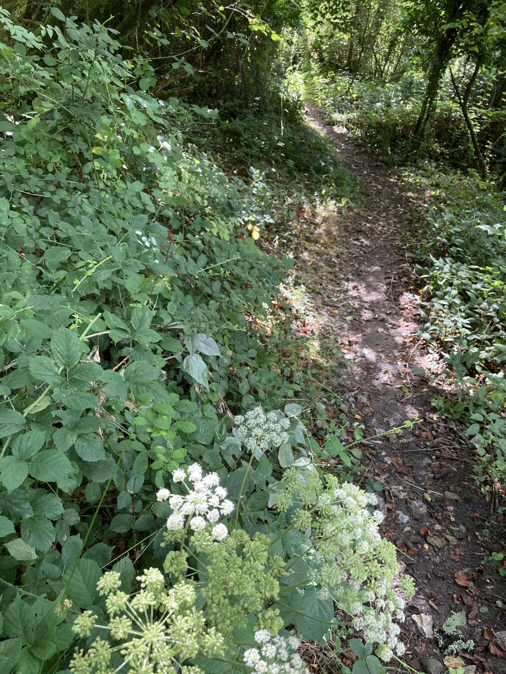 The same flowers but in a forest path with lots of greenery.