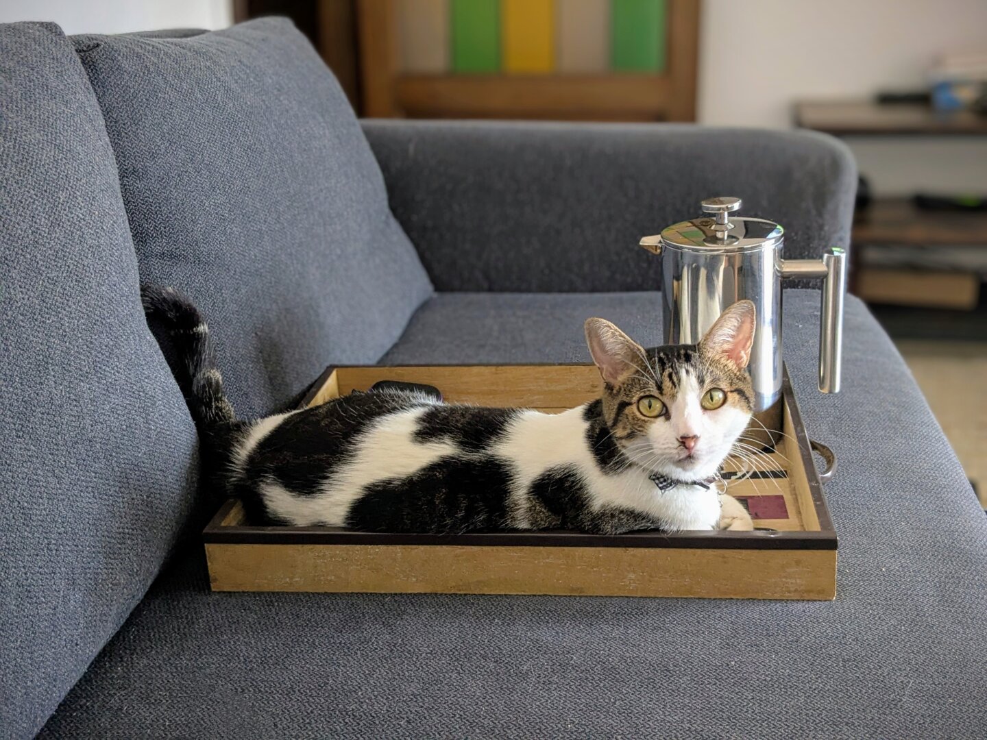 A cat looking at the camera while laying down inside a coffee tray, next to the coffee pot.