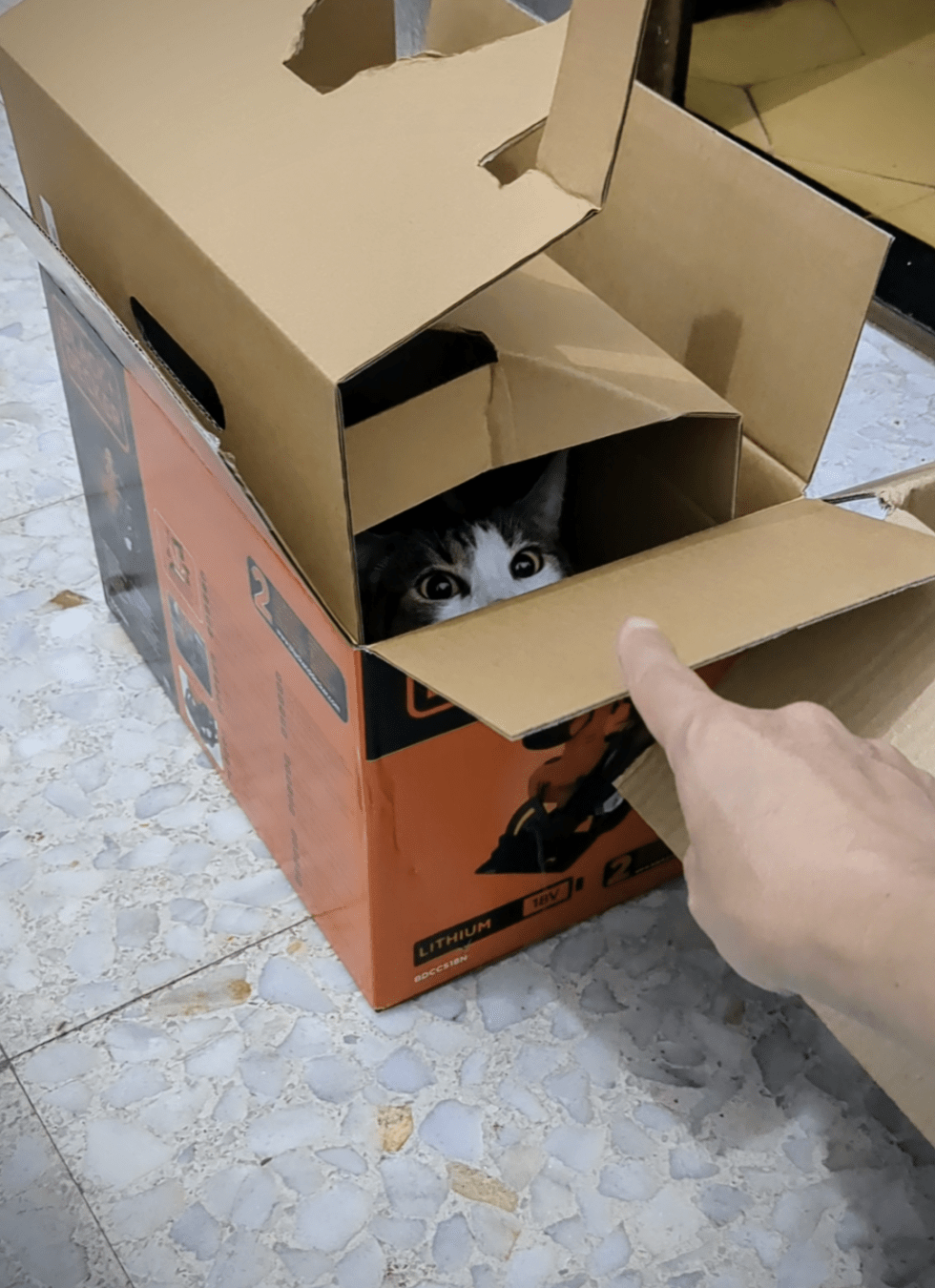 A cat playing inside a cardboard box, getting ready to swipe at a hand that's reaching for the opening