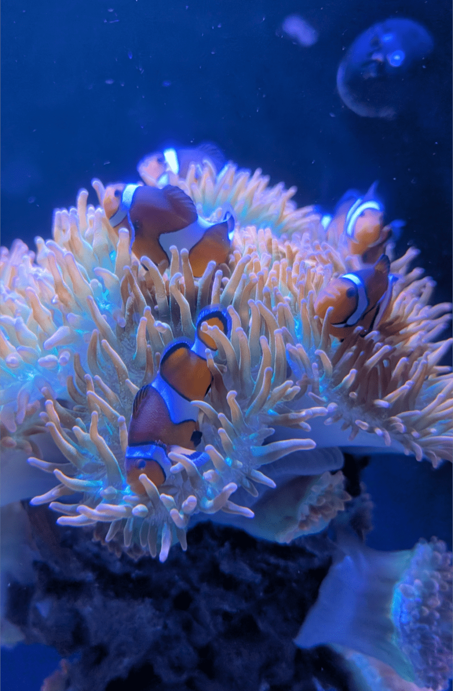 Several orange and white clownfish swimming in a light yellow anemone. The tank is lit in blue, so all edges have a bluish tinge.