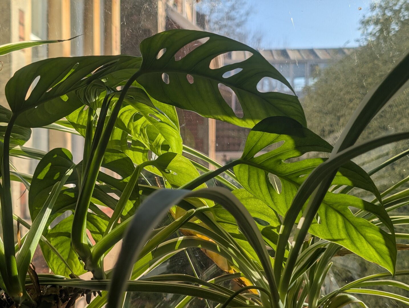 A monkey mask monstera with reasonably large fenestrations, changing from dark green to light green when the light hits it.