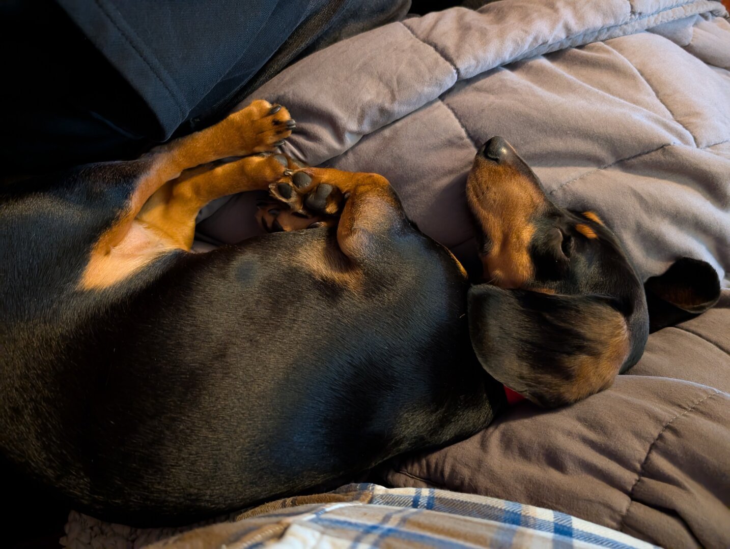 A sleeping dachshund on its side, curled up against me.
