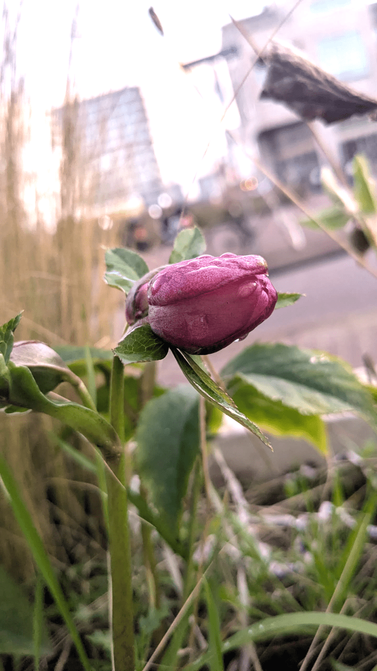 Fresh flower, not sure what kind, please tell me nature people xD