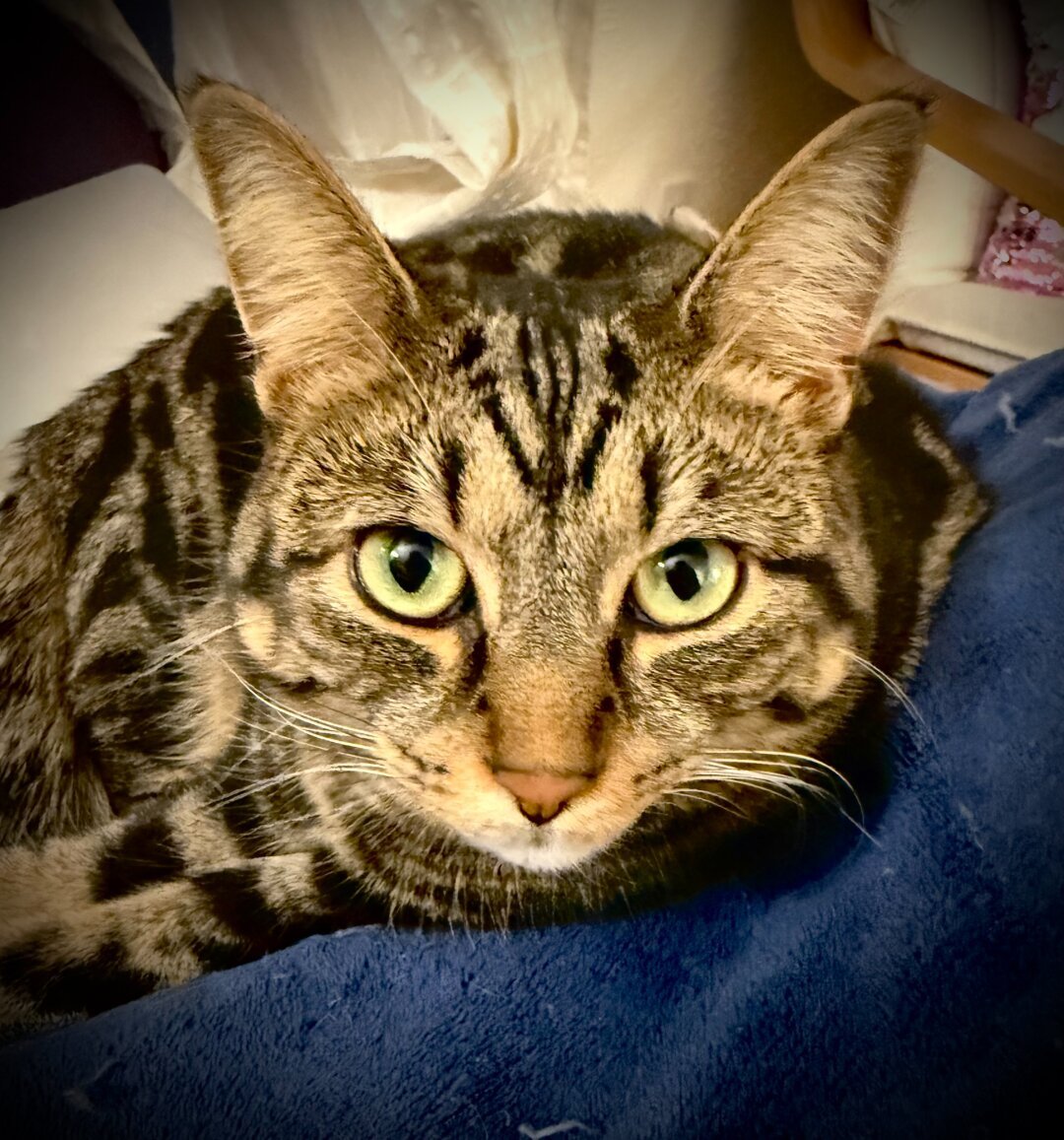 Short haired brown tabby stares directly on the camera while lying on a blue fleece blanket