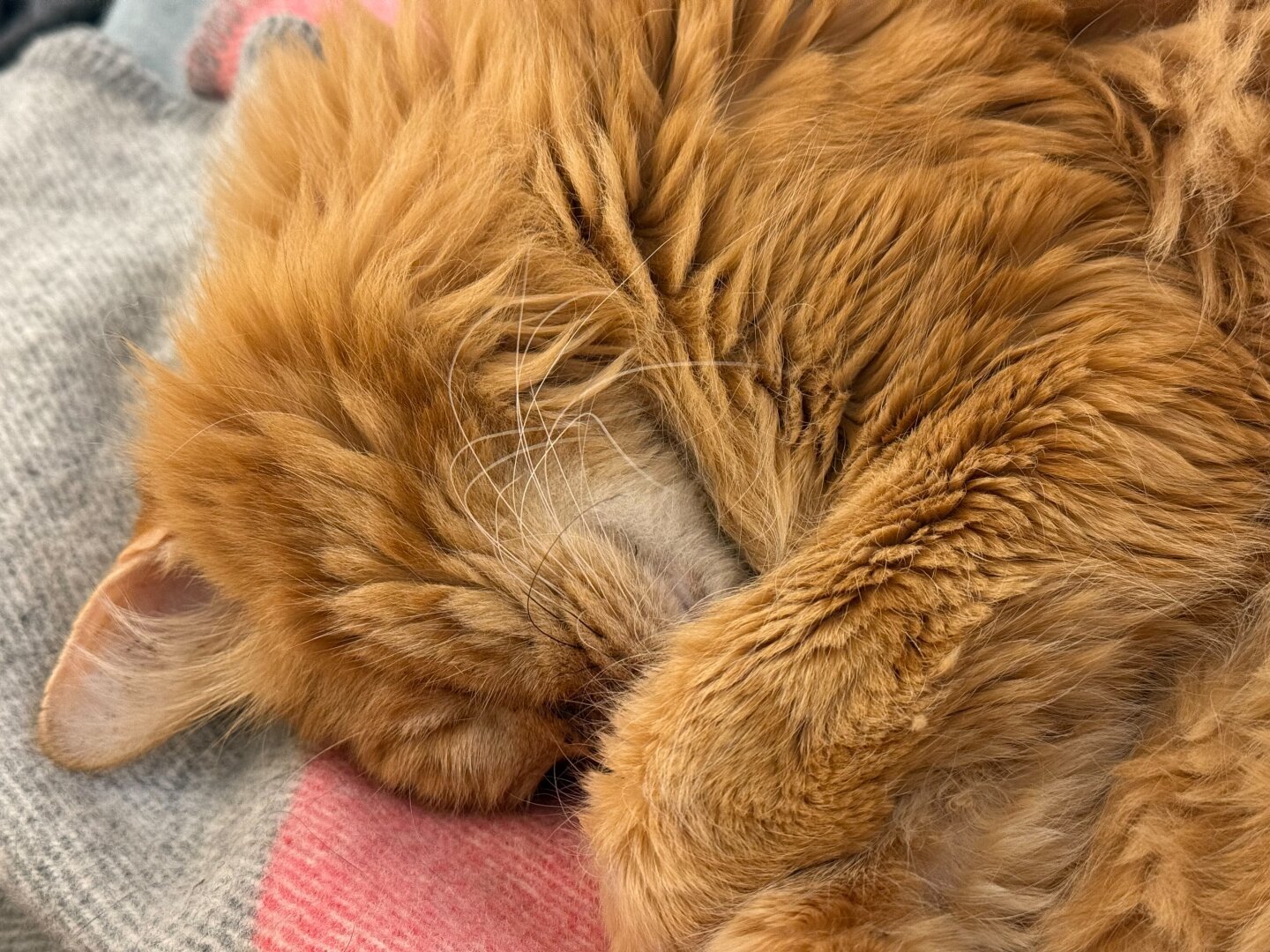 Close up of a fluffy orange tabby cat with his eyes closed curling his head under his fore paws