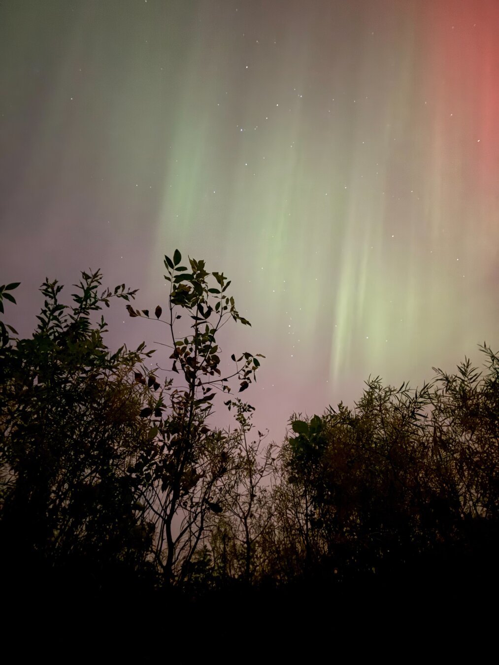 Green and red pillars of the Aurora Borealis behind the silhouette of trees