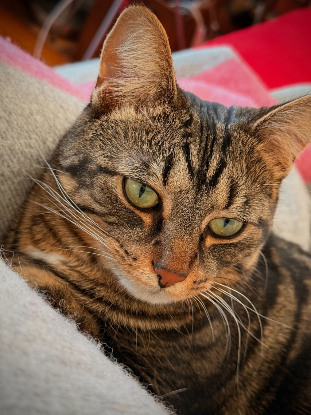 Portrait of a short haired  brown tabby cat, just her head and shoulders on a grey wool blanket