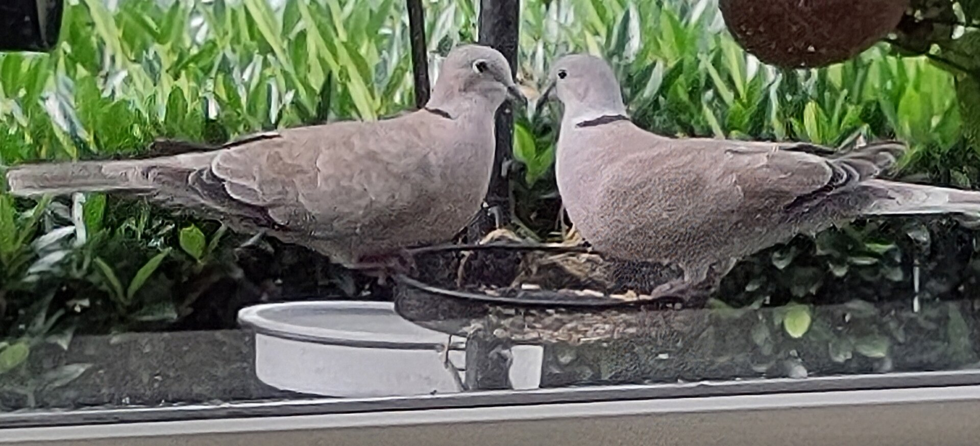 Koppel Turkse tortels 
Couple love birds