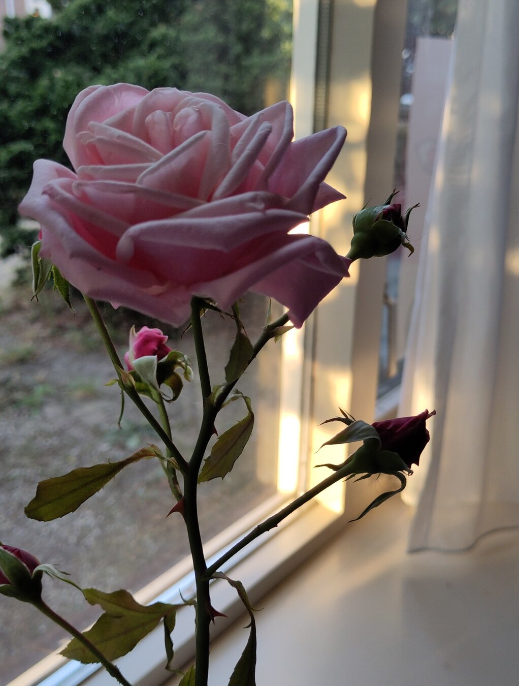 Roze roos met knoppen 
Pink Rose with buts
#roos #rose #bloem #flower #roze #pink #zomer #summer #augustus #august #geur #fragrance