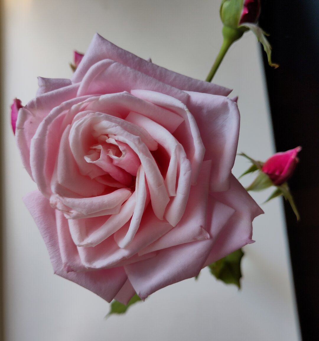 Roze roos met knoppen 
Pink Rose with buts
#roos #rose #bloem #flower #roze #pink #zomer #summer #augustus #august #geur #fragrance