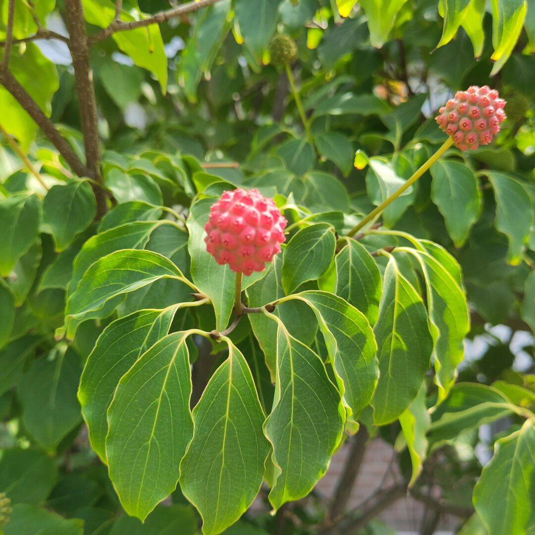 Plant in bloei 
Plant in bloom