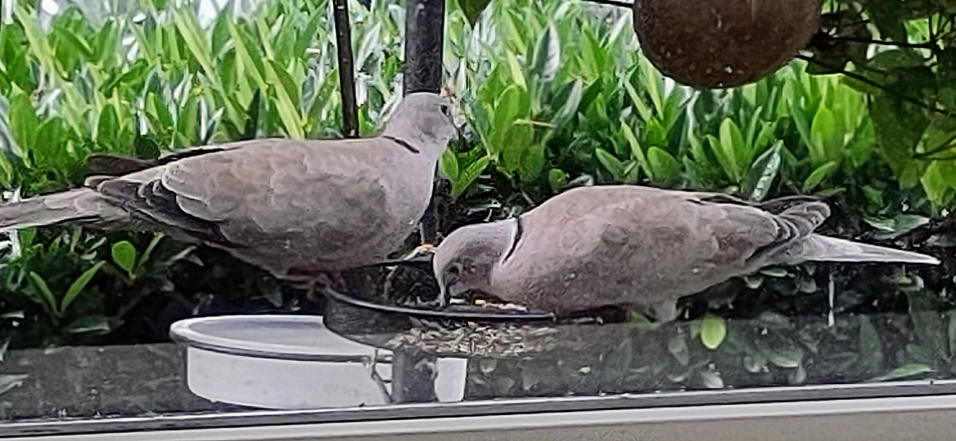 Turkse tortels eten
Lovebirds eating