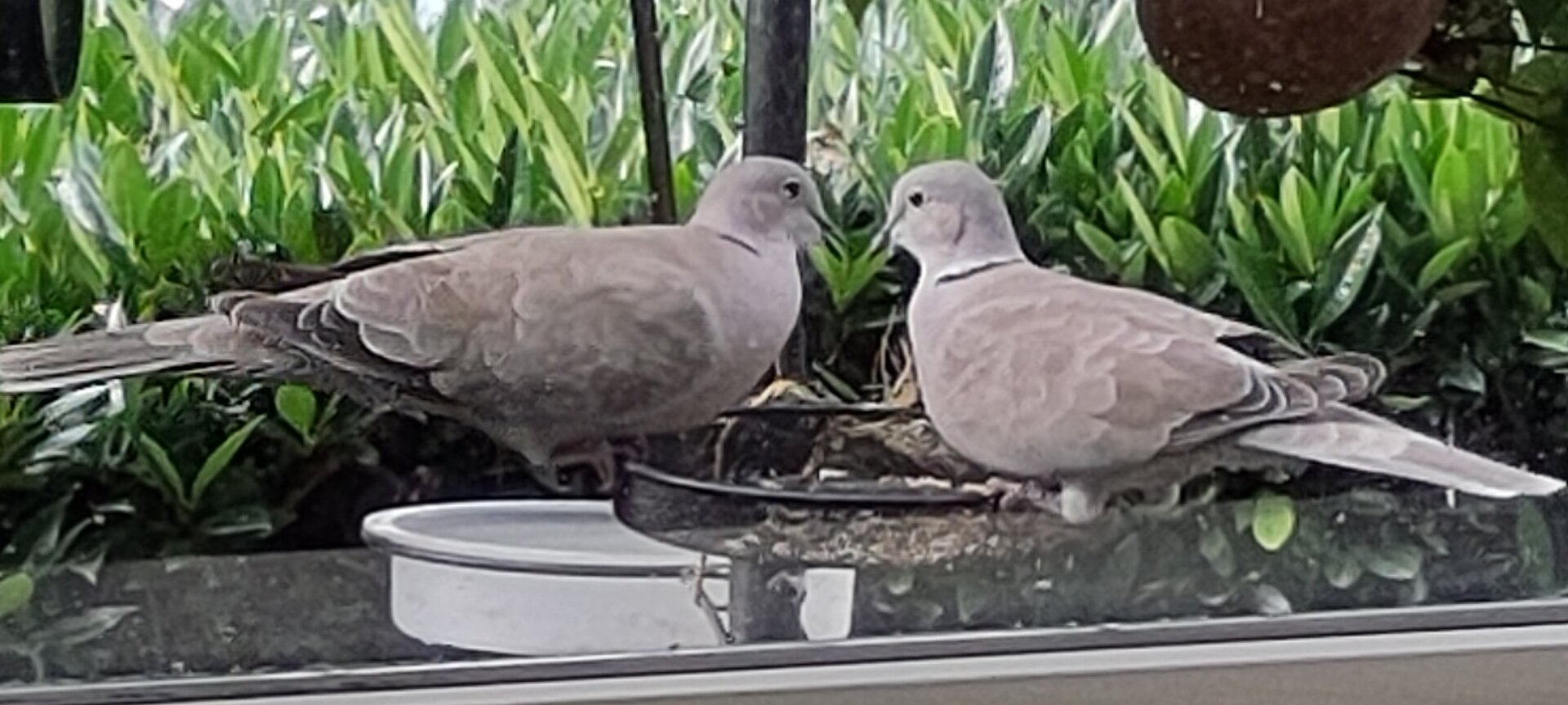 Turkse tortels samen 
Lovebirds together