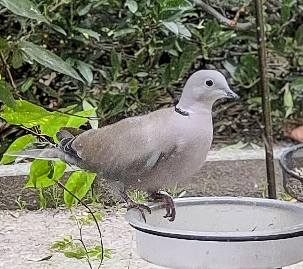 Turkse tortel op waterbakje