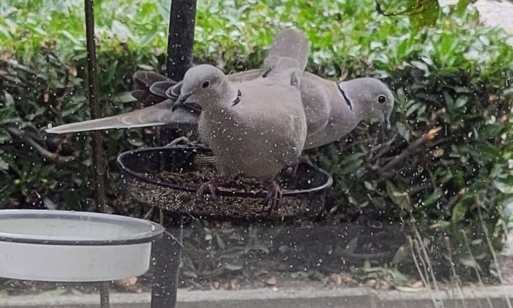 Koppel Turkse tortels samen op voermandje