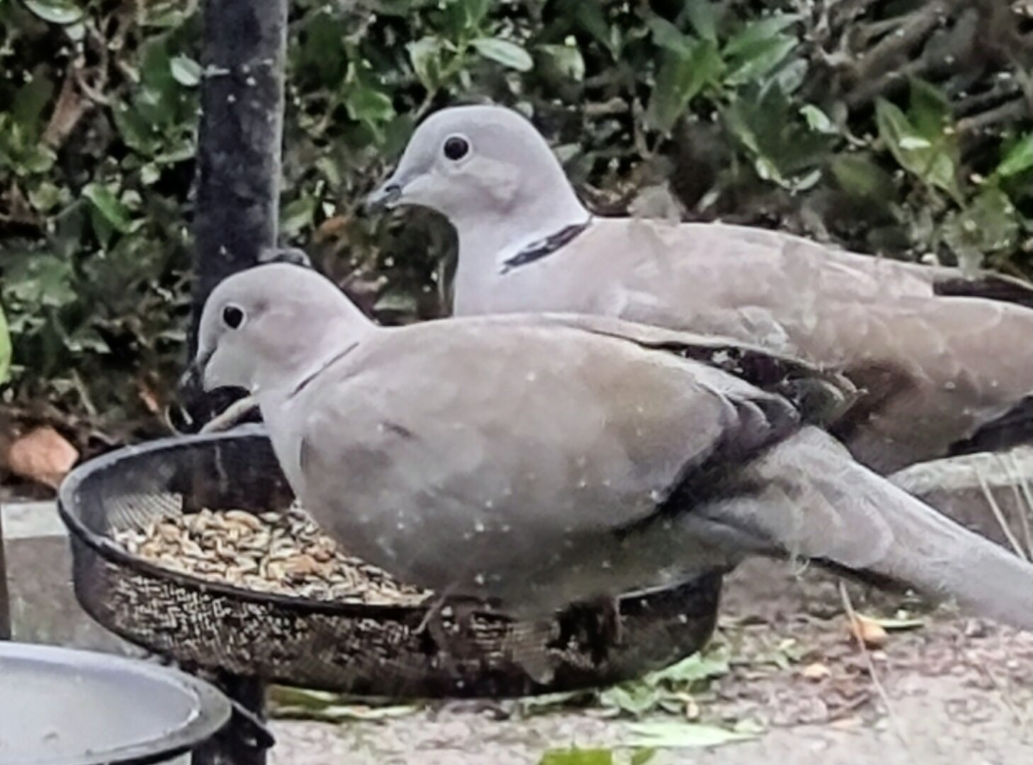 Koppel Turkse tortels samen op voermandje