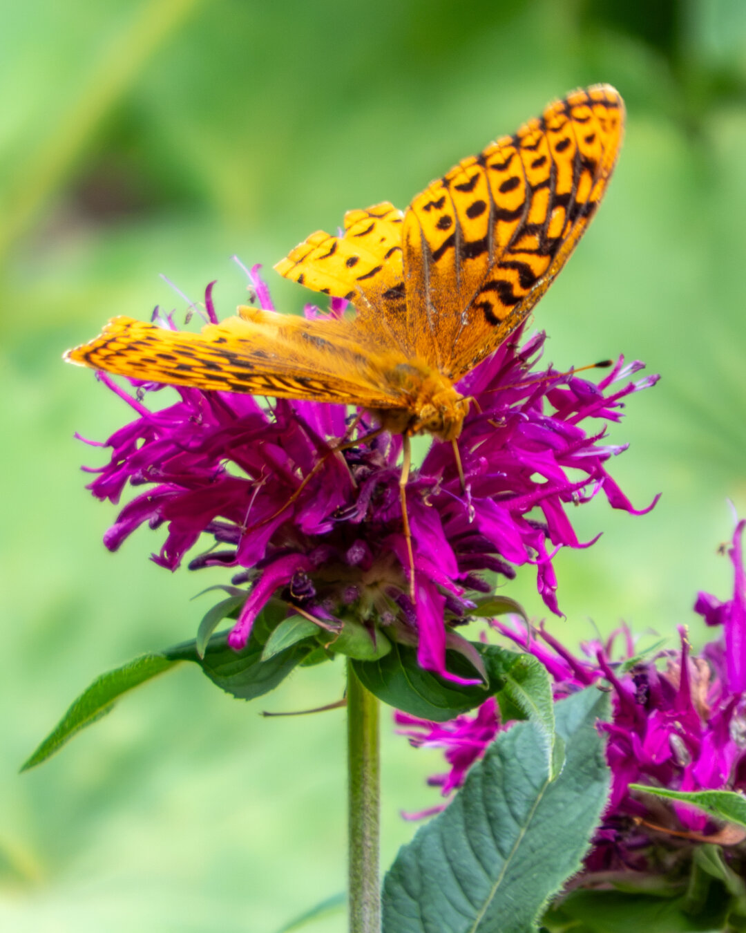 An orange butterfly on a purple flower