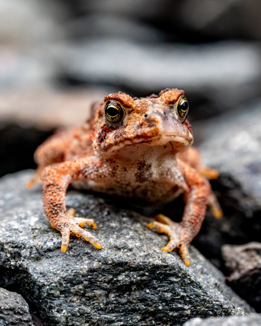 A ruddy color toad is on top of rock looking out right of the viewer