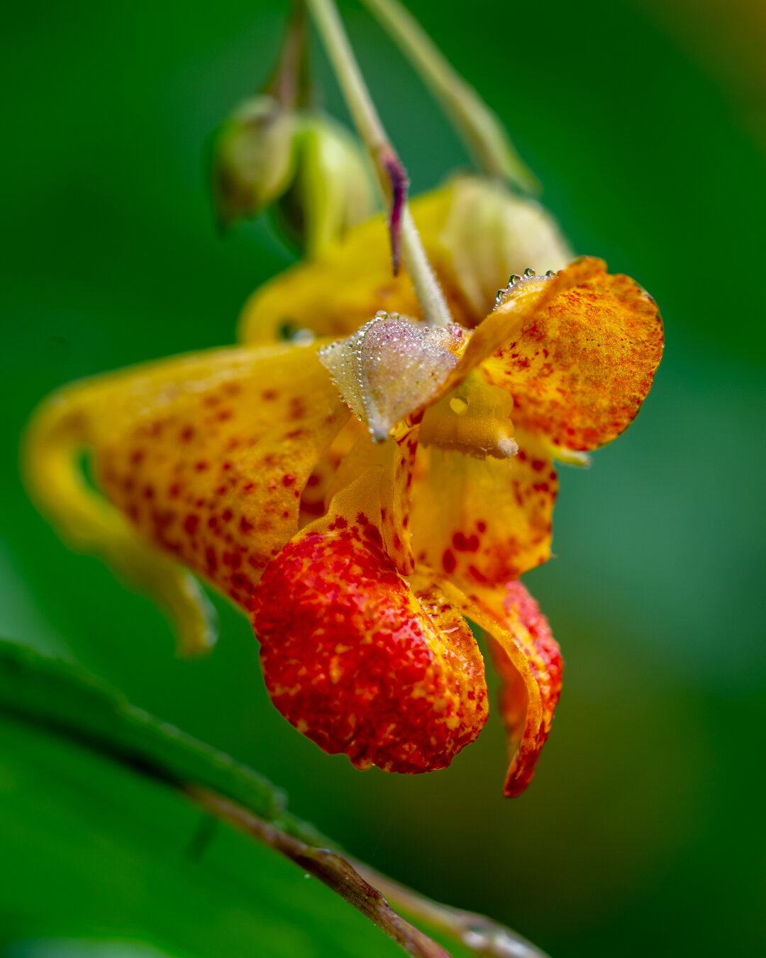 A yellow and orange flower close up; with tiny water drops