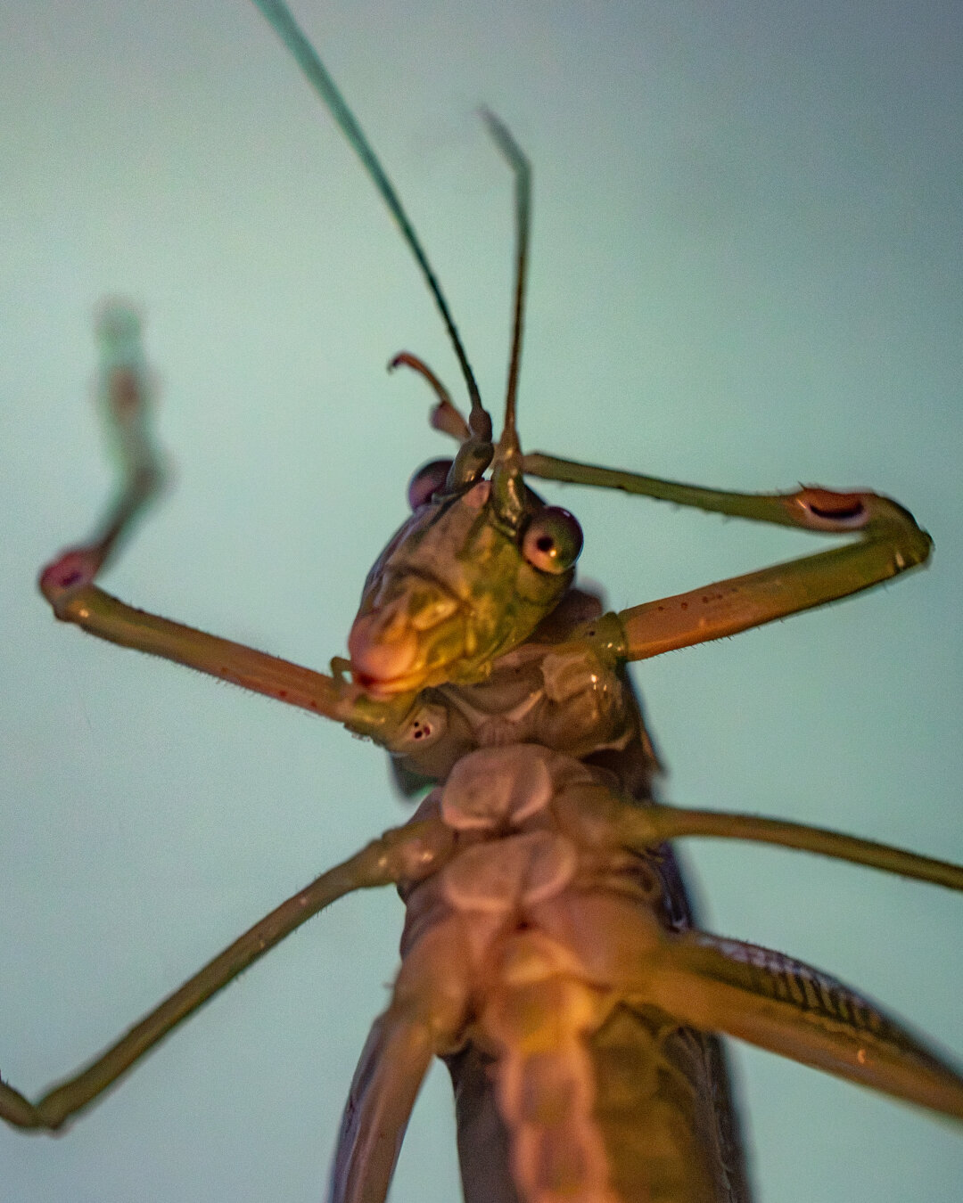 An insect with a long narrow head and yellow eyes green eyelids. One of its arms appears to be scratching its head
