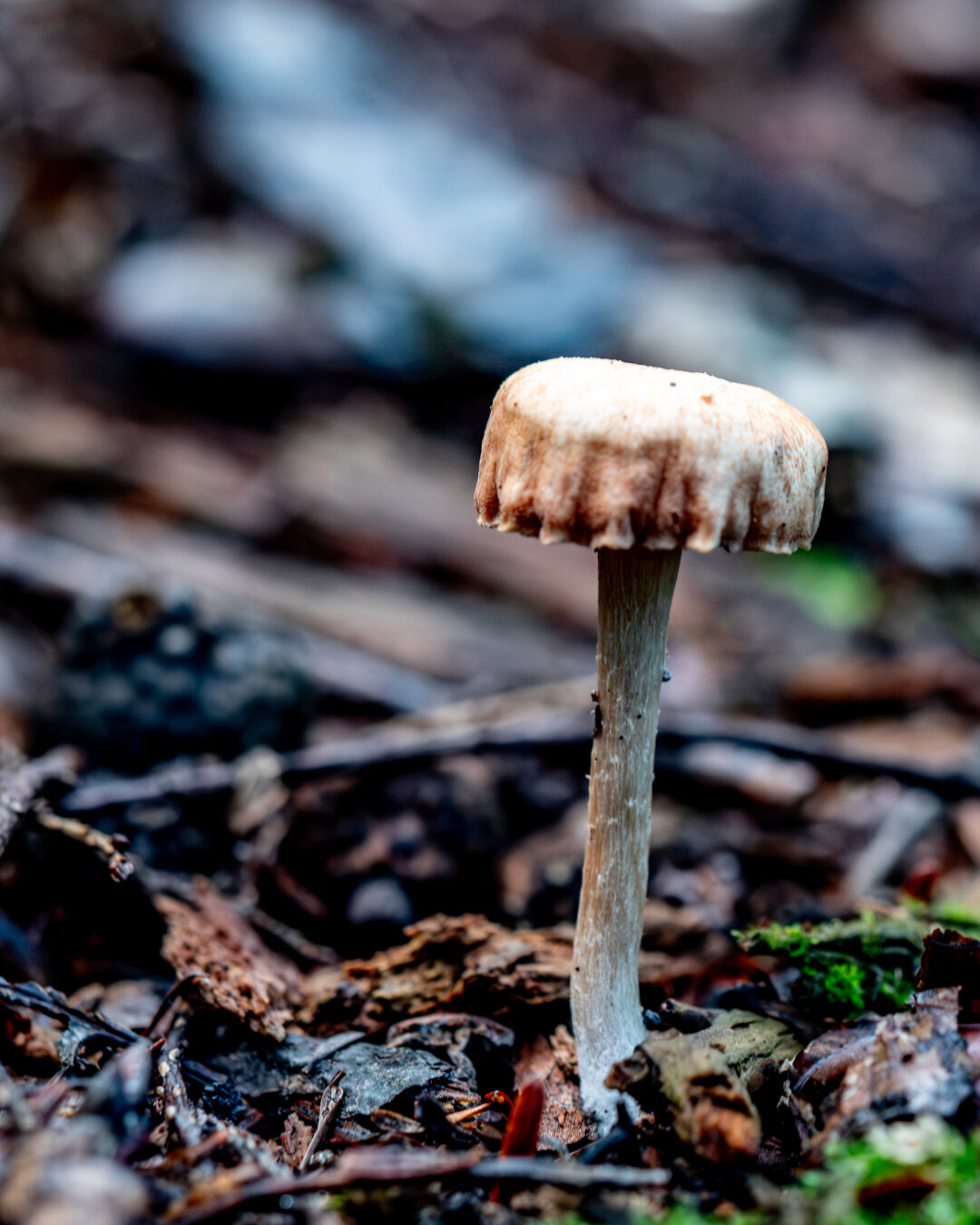 Up close image of thin off white mushroom on the forest floor. It appears the cap has deflated and is wrapped the top of the mushroom